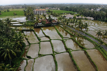 Rice Terrace Aerial Shot from drone. Image of beautiful terrace rice field with water and palm trees and house in Ubud, Bali, Indonesia Abstract geometric shapes of agricultural parcels in green color
