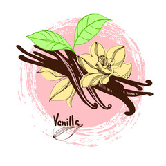 Vanilla, Flower. Illustration spice for use in cooking. Design element for cards decoration, textiles, paper.