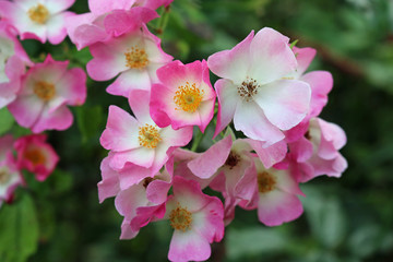 Pink and white roses