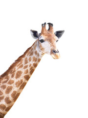 cute giraffe isolated on white
