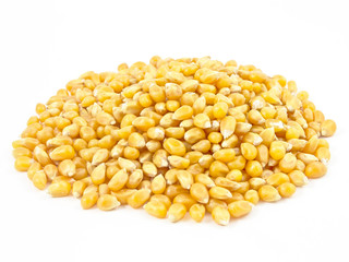Corn seed