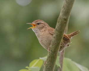 Singender, zwitschernder Zaunkönig