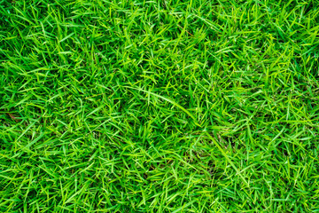 Green grass texture freshness background