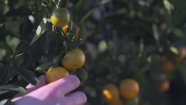 Clementine being picked from a tree. Flat plane. Blurred effects in the background