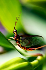 macro of mayfly on leaves