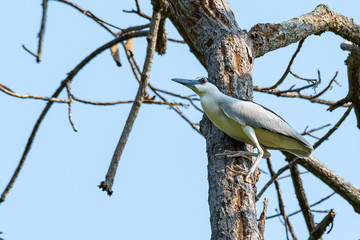 Black-crowned Night Heron perching on tree top and looking into distance