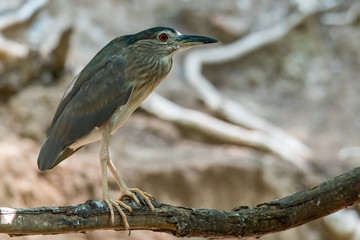 Young Black-crowned Night Heron perching on perch and looking into distance