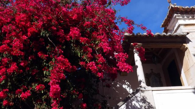 Colourful Bugambilia vines covering a facade of a house in Cascais, Portugal
