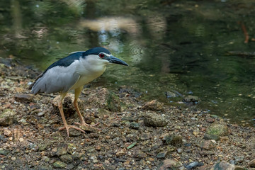 Black-crowned Night Heron wading near shallow water stream finding food