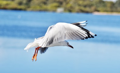 Birds