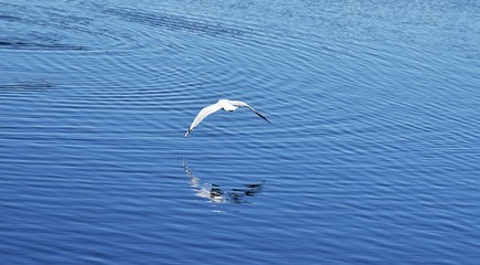 Fototapeta premium Birds