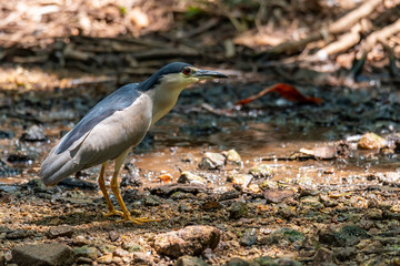 Black-crowned Night Heron wading near shallow water stream finding food