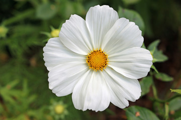 White Mexican aster flower
