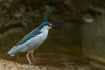 Black-crowned Night Heron wading in shallow water stream finding food