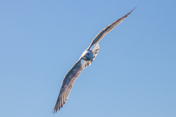 seagull in flight