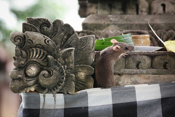 Stone face sculpture in wall at Bali Indonesia