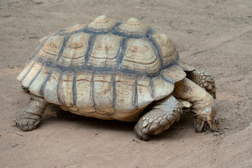 African species of turtle that eats soil