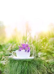 herbal tea with wild spring flowers violets. Healing Green tea with herbal on abstract nature background. tea ceremony in garden or forest. copy space. close up, soft selective focus