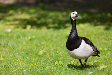 Barnacle goose in the grass outdoors