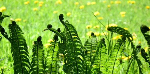 Farnwedel - Farnblatt - Farne