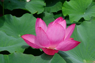 Fleur de lotus