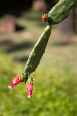 Natural Beauty of a red Cactus flower with sunlight