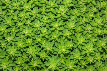 carpet of green young flowers texture background top view