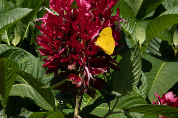 Yellow butterfly on the red plant