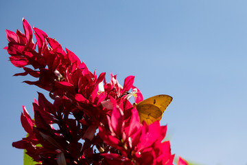 yellow butterfly, nature colors showing blue sky, red flowers, and life showing yellow in deep contrast