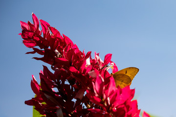 yellow butterfly, nature colors showing blue sky, red flowers, spring showing us the peaceful life os a garden