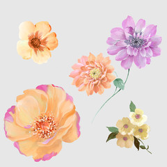 Colorful flower on white background