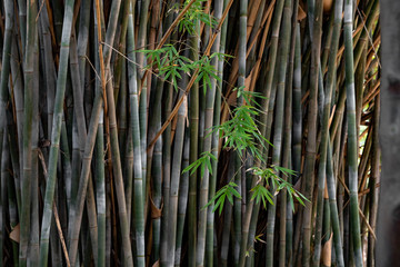Bamboo trees background