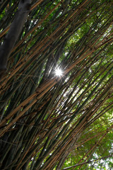 Yellow bamboo forest