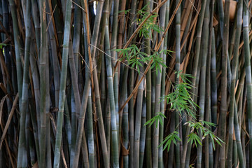 green bamboo leaves and its stunning beauty