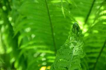 Farnwedel - Farnblatt - Farne