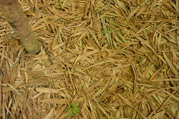 dried leaves scattered on the ground