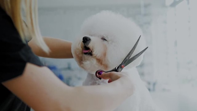 Bichon Fries at a dog grooming salon