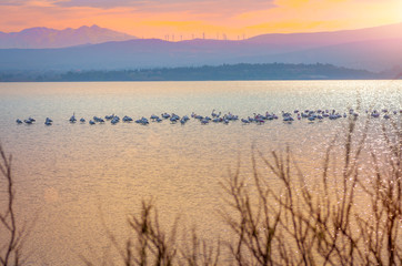 Mont Canigou,Occitanie depuis Le Salin de La Palme,Occitanie. 