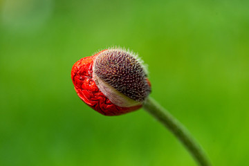 Obraz premium mohnknospe