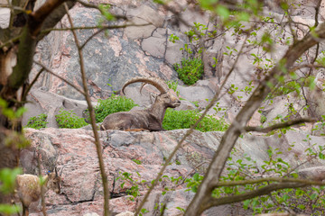 Ibex outdoors at summer in zoo