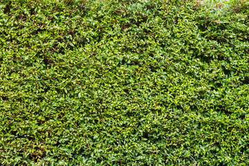Green leaves Wall Backdrop