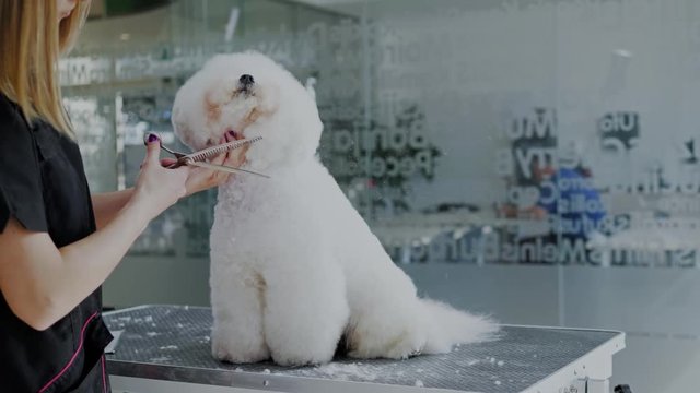 Bichon Fries at a dog grooming salon