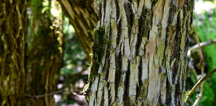Schwarzer Holunderbaum - Baumrinde