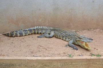 crocodile