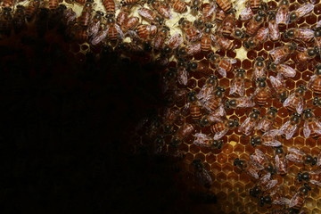 Close up view of many working honey bees on honeycomb.