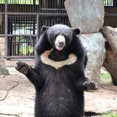 Obraz na płótnie Canvas asiatic black bear