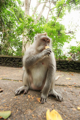 Macaque monkey in Ubud Bali