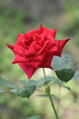 The Rose the Flower of Love