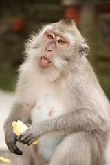 Naklejka na ściany i meble Macaque monkey in Ubud Bali
