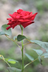 The Rose the Flower of Love